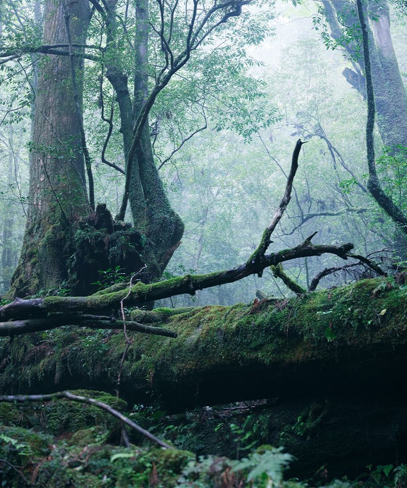 屋久島 | YAKUSHIMA