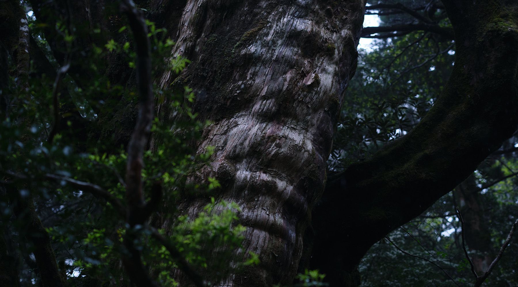 YAKUSHIMA_04.jpg