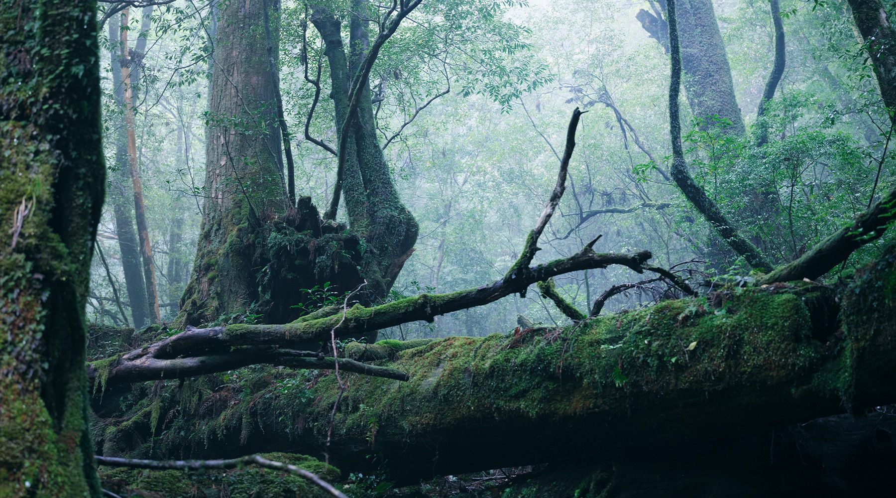 YAKUSHIMA_05.jpg